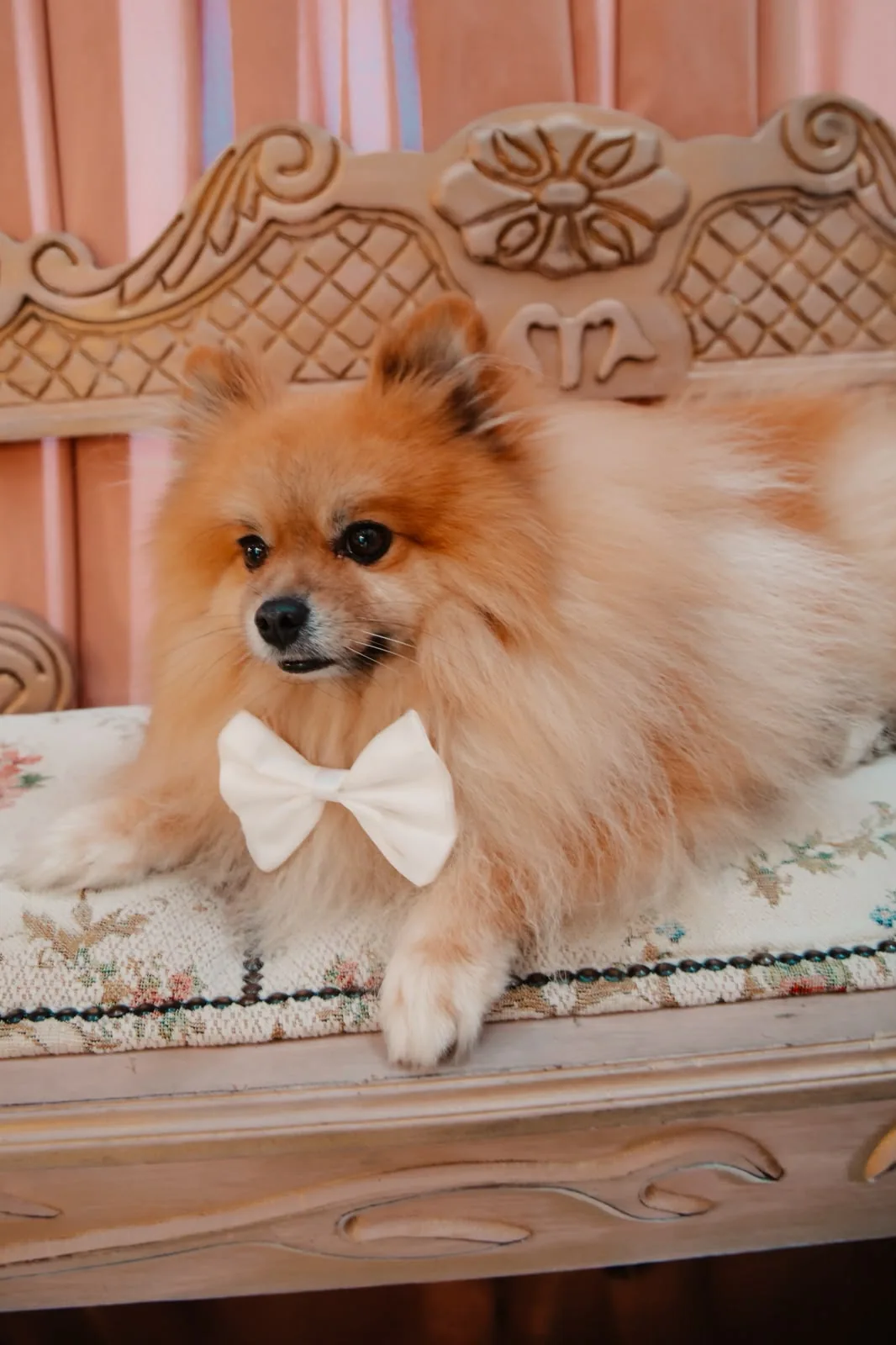 Nick, o mascote da My Dress, de gravata borboleta